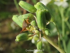 Peribalus strictus strictus