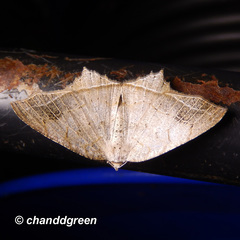 Oxymacaria temeraria