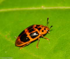 Mycotretus maculatus