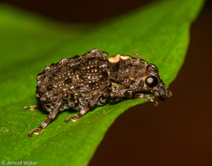 Anthribidae