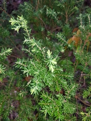 Styphelia margarodes