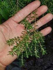 Styphelia margarodes