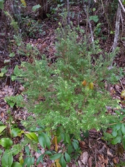 Styphelia margarodes
