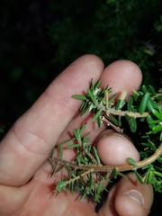 Styphelia margarodes