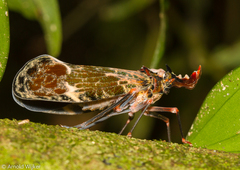 Phrictus diadema