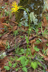 Doronicum plantagineum