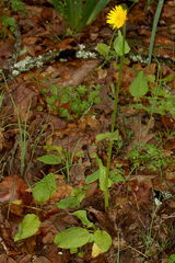 Doronicum plantagineum