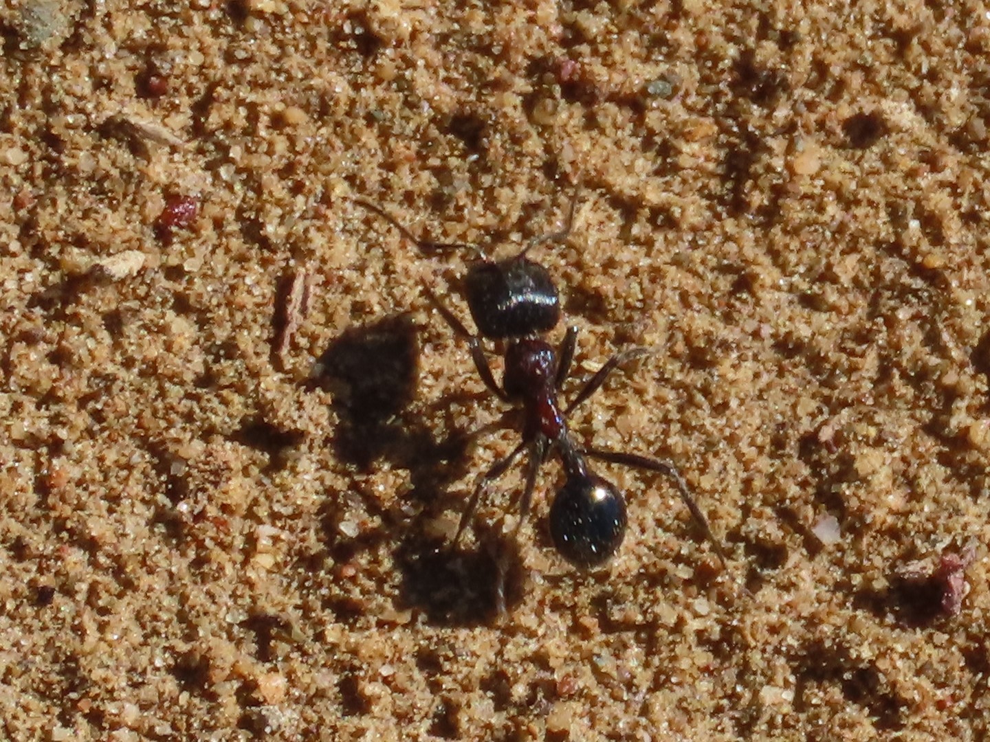 Messor striatifrons