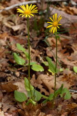 Doronicum plantagineum