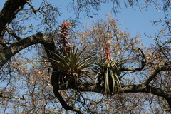 Tillandsia bourgaei