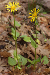 Doronicum plantagineum