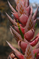 Tillandsia bourgaei