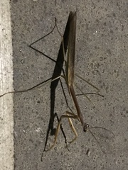 Tenodera blanchardi