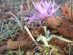 Centaurea graminifolia