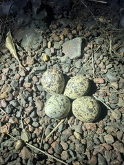 Vanellus senegallus
