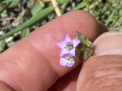 Gilia diegensis