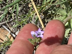 Gilia diegensis