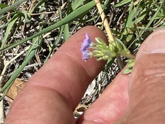Gilia diegensis