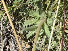 Gilia diegensis