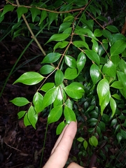 Syzygium luehmannii