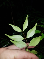 Syzygium luehmannii