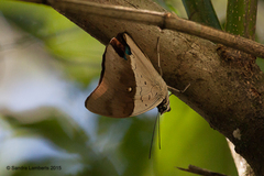 Archaeoprepona meander