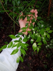 Syzygium luehmannii