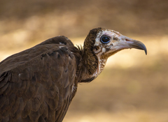 Necrosyrtes monachus
