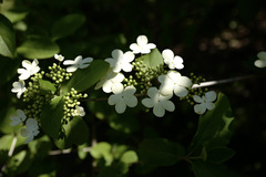 Viburnum macrocephalum