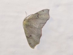 Achrosis