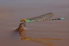 Pseudagrion punctum