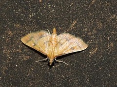 Ischnurges luteomarginalis