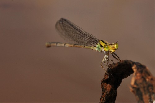 Bright Sprite