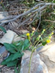 Senecio lividus