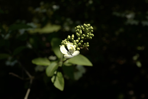 Image of Viburnum macrocephalum by (c) Wang.QG, some rights reserved (CC BY)