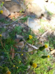 Senecio lividus