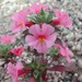 Desert Monkeyflower - Photo (c) Craig Ontl, some rights reserved (CC BY-NC), uploaded by Craig Ontl