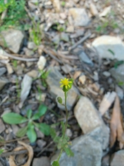 Senecio lividus