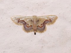 Idaea gemmaria