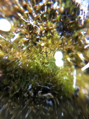 Geheebia tophacea