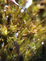 Geheebia tophacea