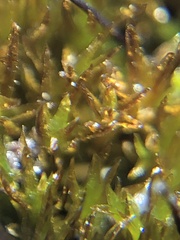 Geheebia tophacea