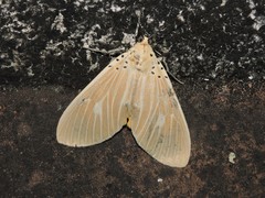 Asota producta
