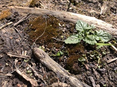 Geheebia tophacea