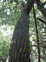 Harpephyllum caffrum