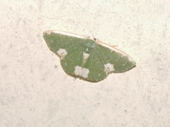 Microloxia leprosa