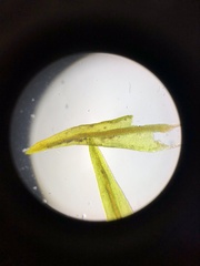 Geheebia tophacea
