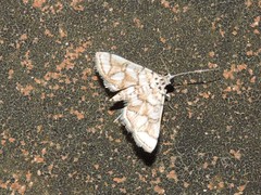 Elophila scitalis