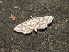 Elophila scitalis