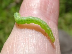 Chrysodeixis subsidens